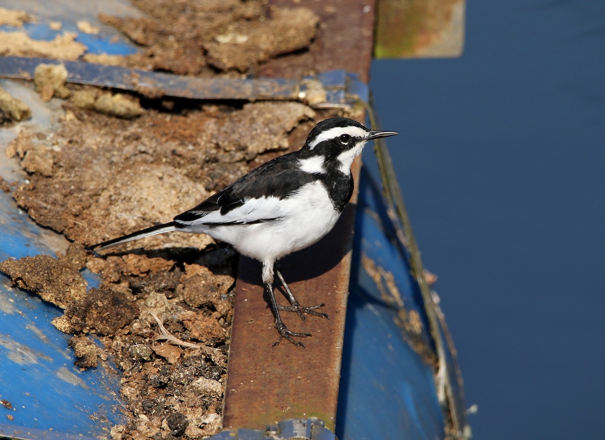 African Pied Wagtail - ML619805355
