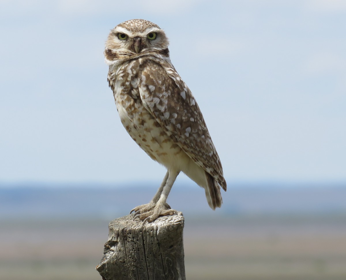 Burrowing Owl - ML619805364