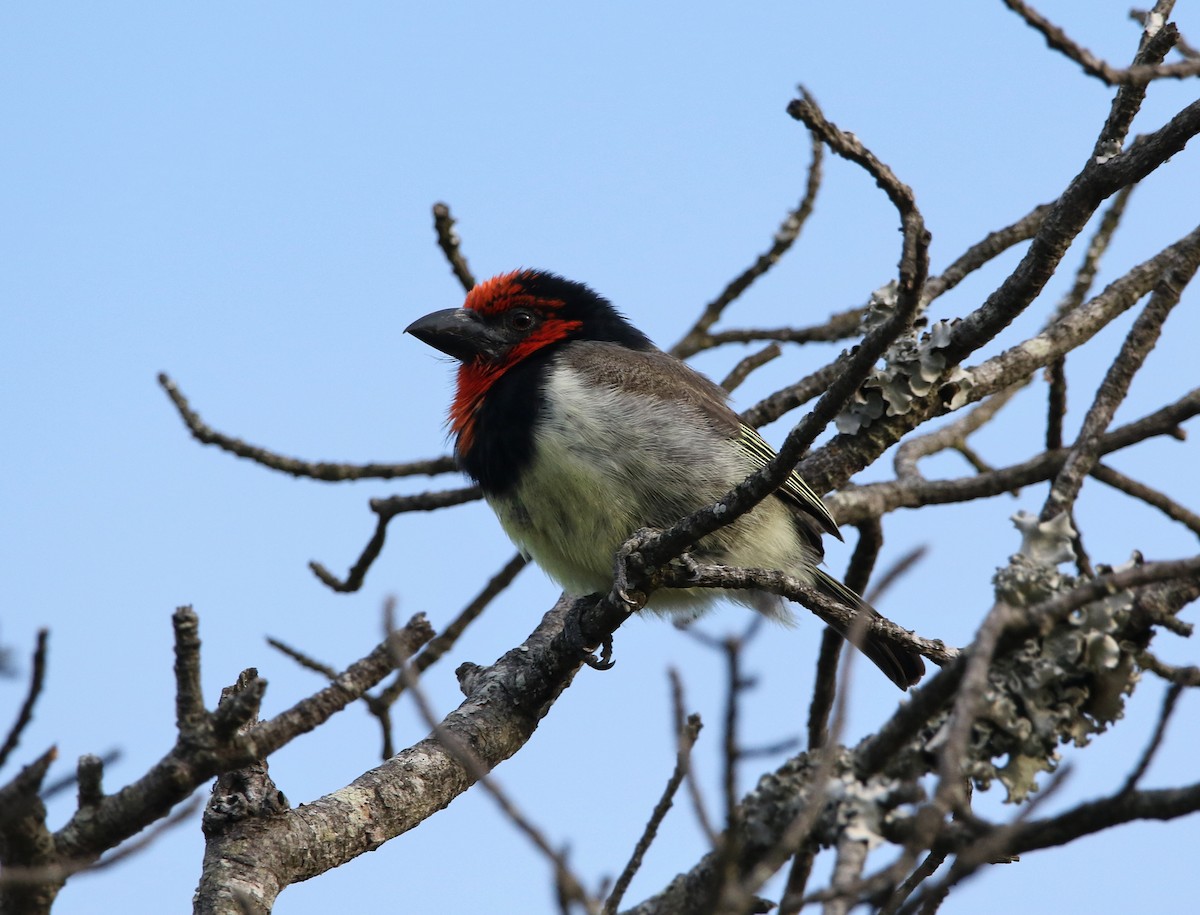 Black-collared Barbet - ML619805369