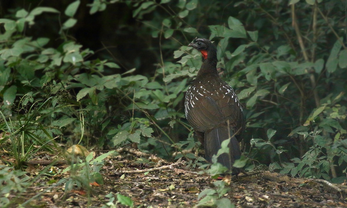 Pava de las Yungas - ML619805403