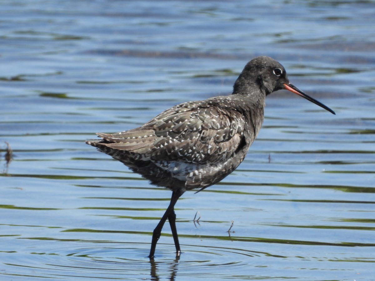 Spotted Redshank - ML619805405