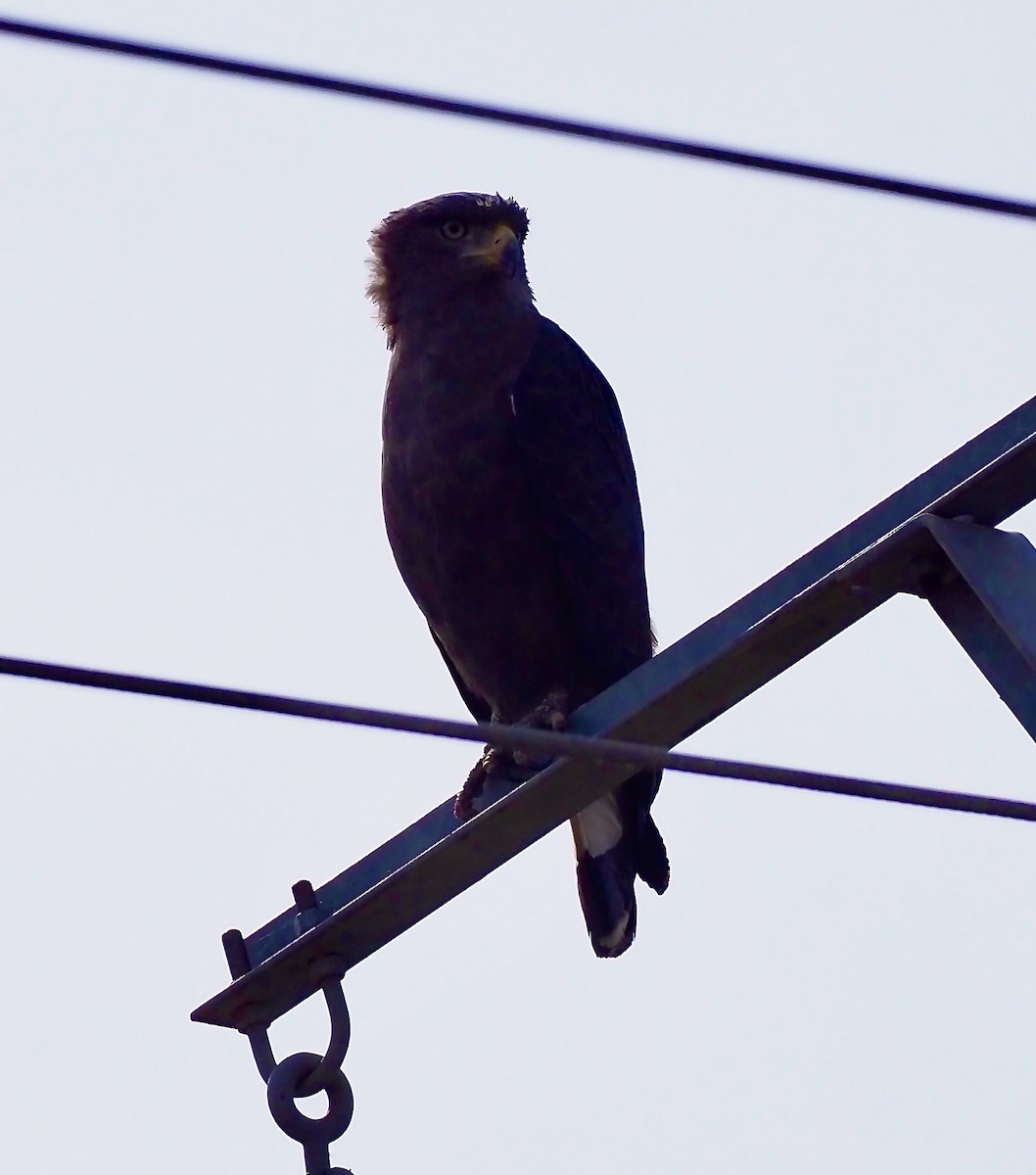 Brown Snake-Eagle - ML619805408