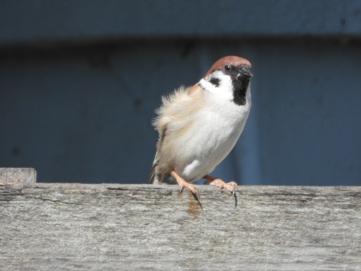 Eurasian Tree Sparrow - ML619805425