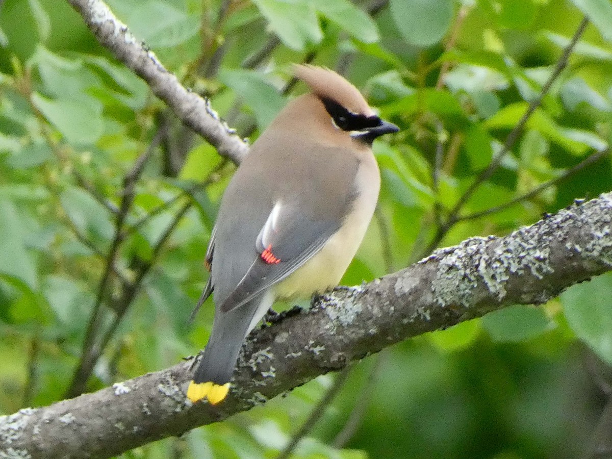 Cedar Waxwing - ML619805446