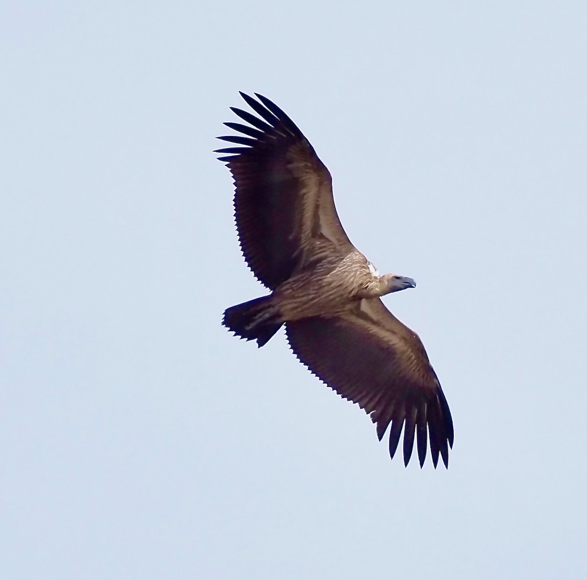 White-backed Vulture - ML619805450