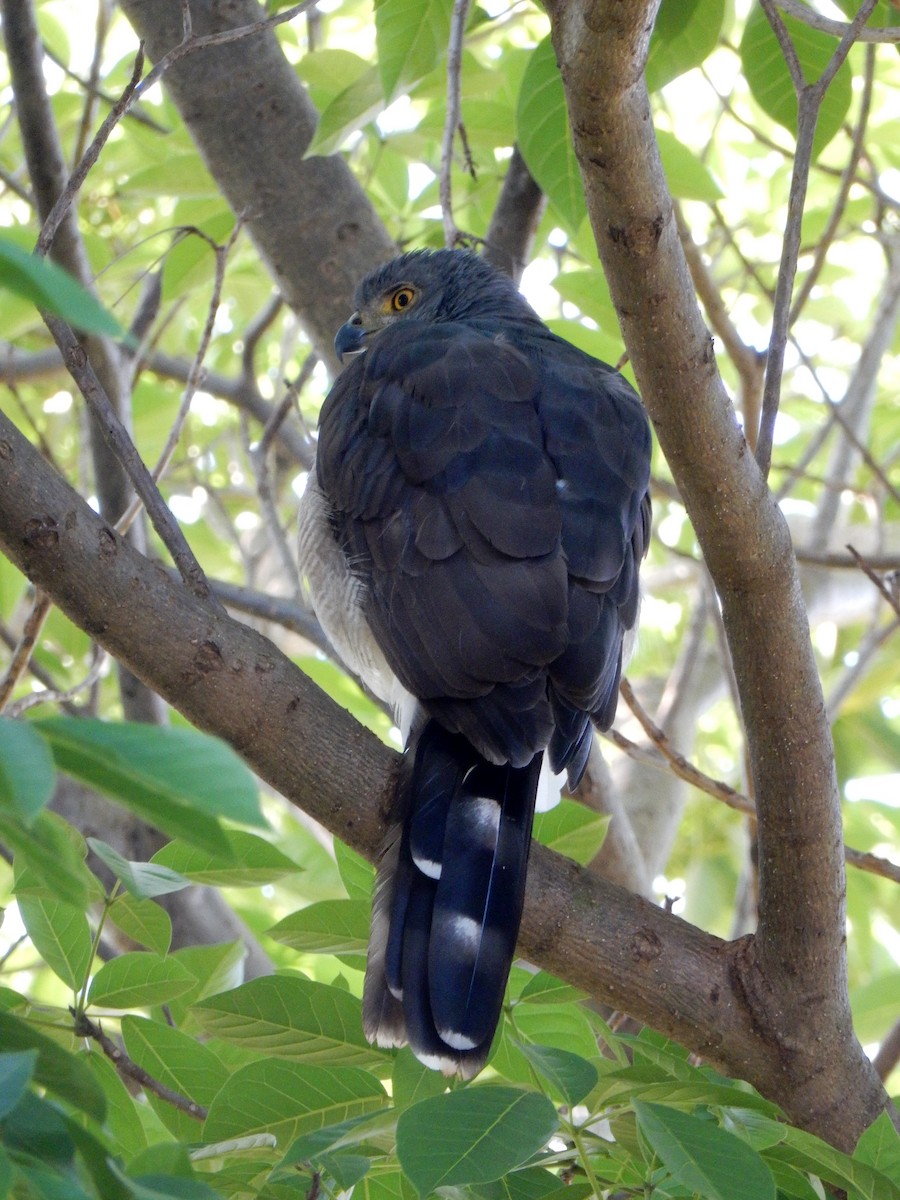 Little Sparrowhawk - ML619805454