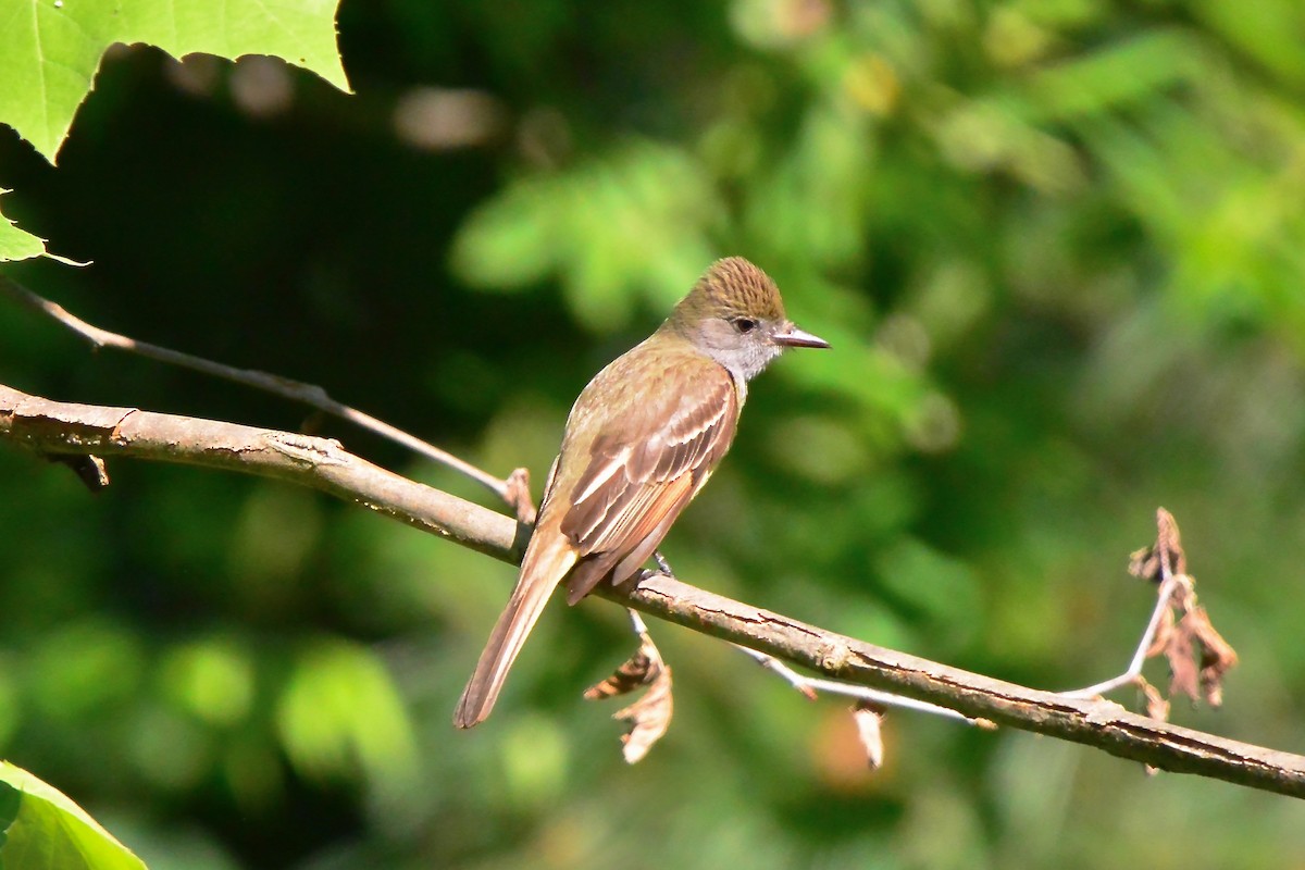 Great Crested Flycatcher - ML619805460