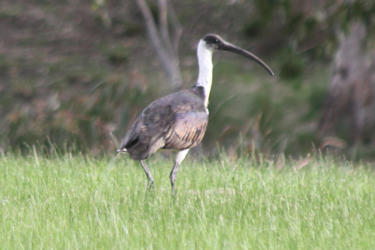 ibis slámokrký - ML619805461