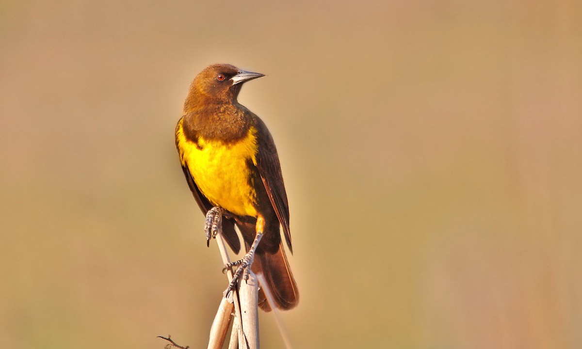 Brown-and-yellow Marshbird - ML619805463