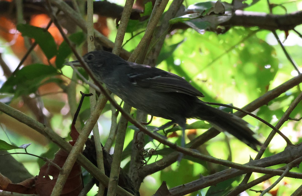 Bananal Antbird - ML619805490