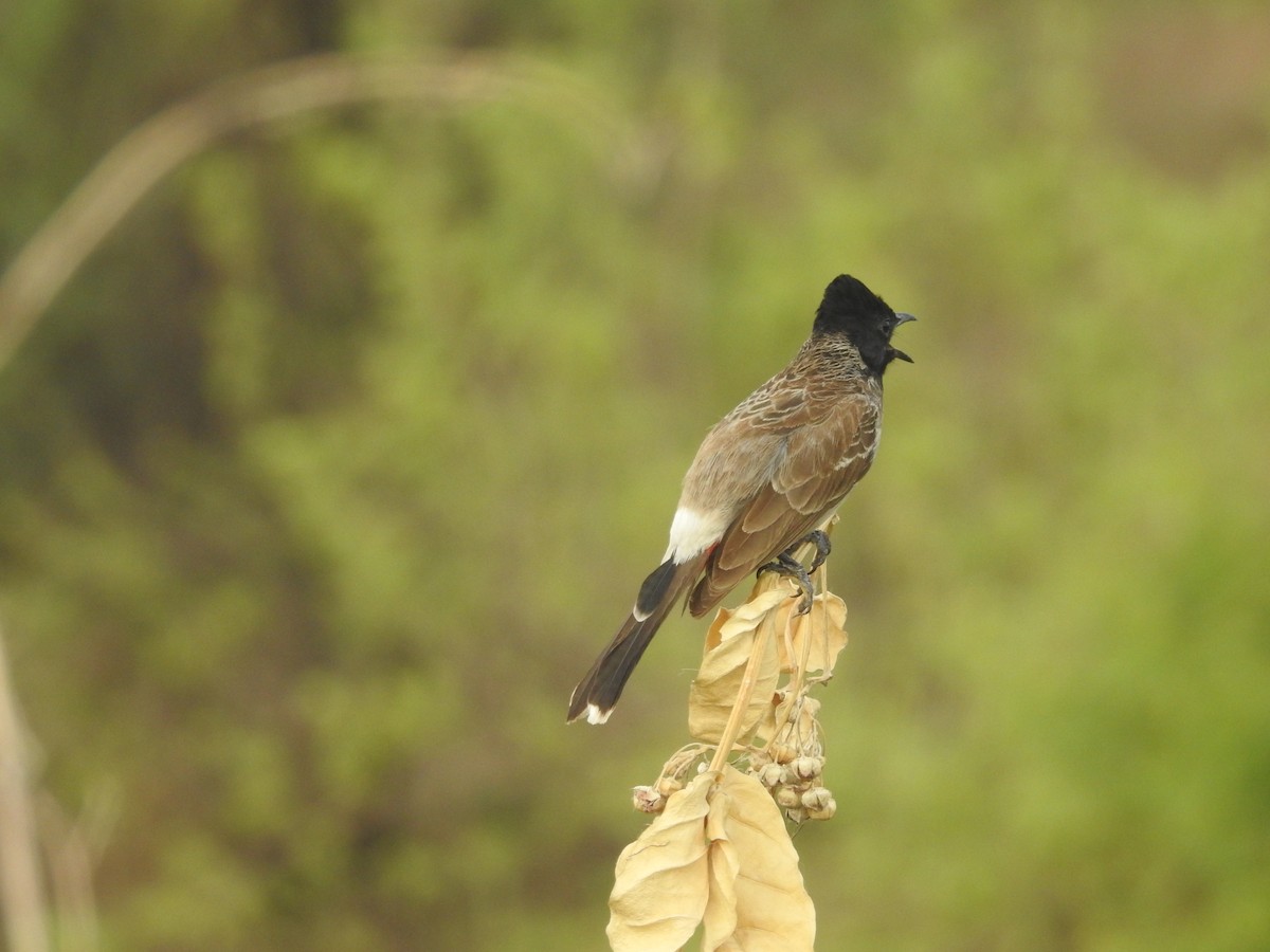 Red-vented Bulbul - ML619805493