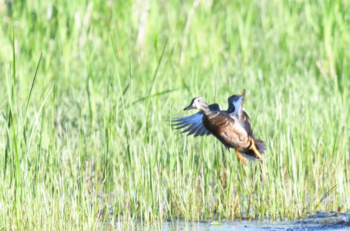 Blue-winged Teal - ML619805494