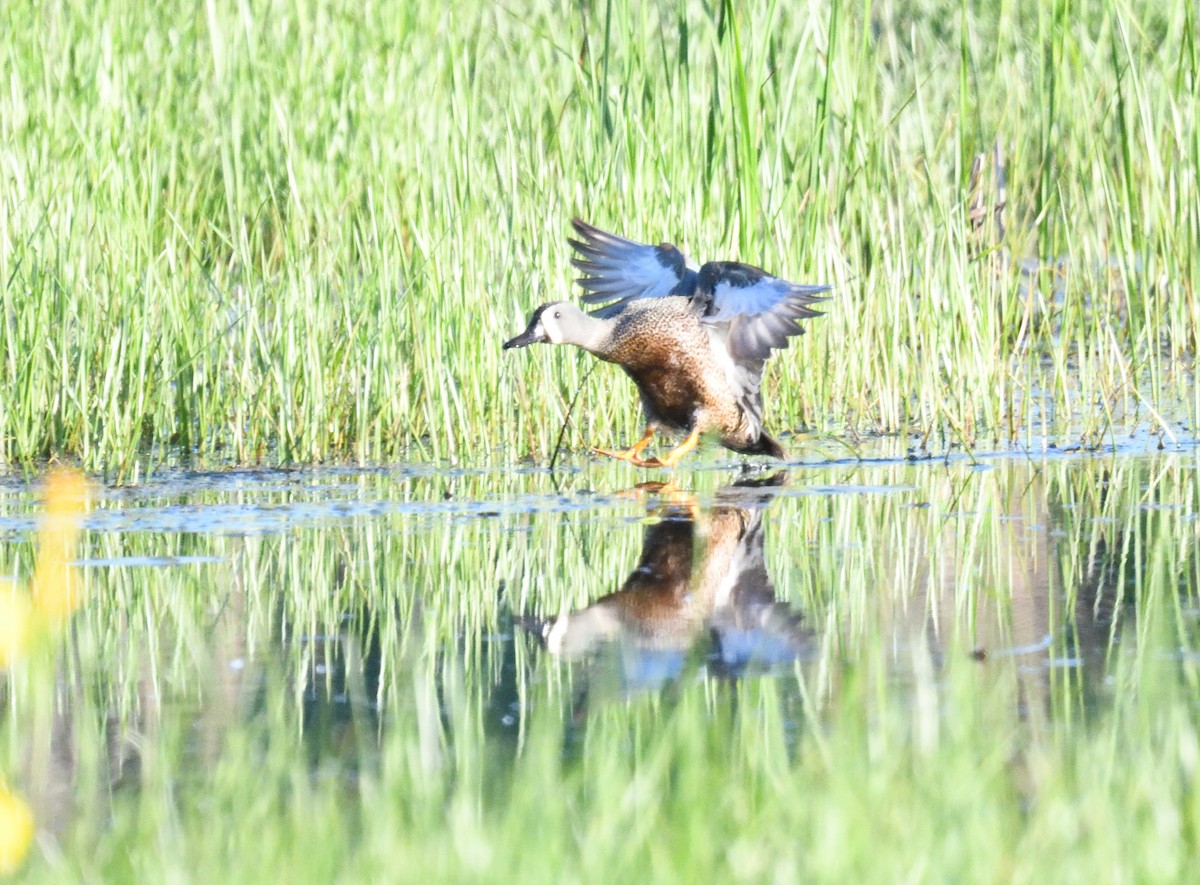 Blue-winged Teal - ML619805496