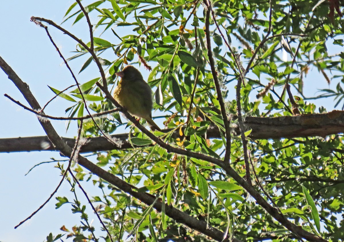 European Greenfinch - ML619805497