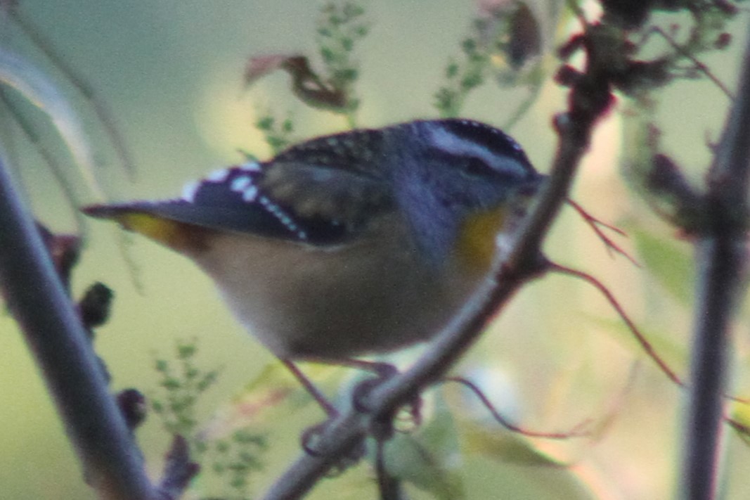 Spotted Pardalote - ML619805502