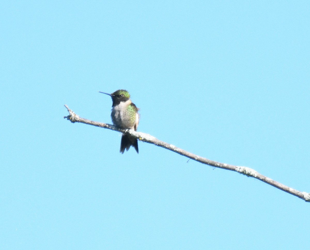 Colibri à gorge rubis - ML619805504