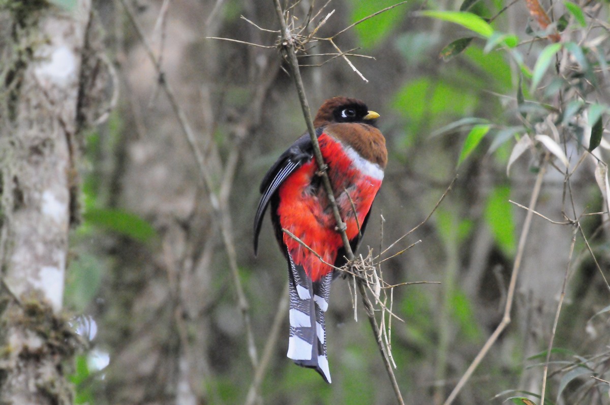 Trogon masqué - ML619805523