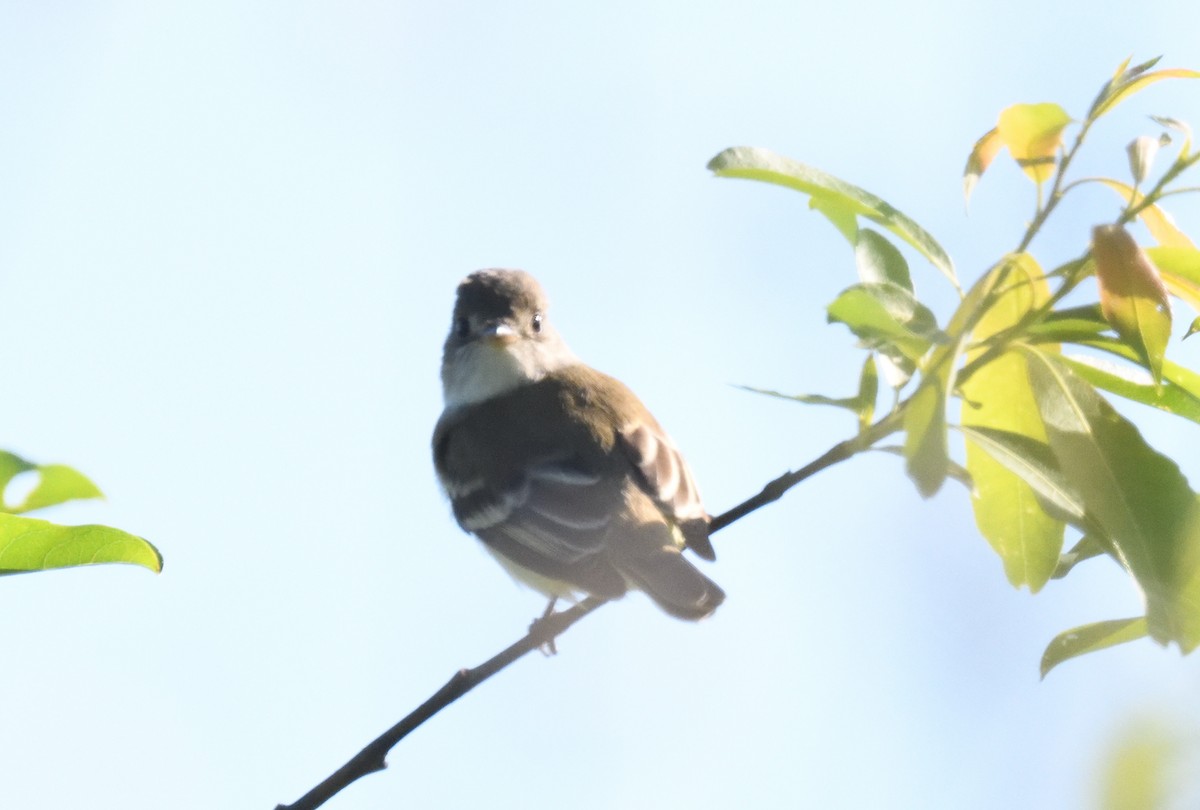 Alder Flycatcher - ML619805531