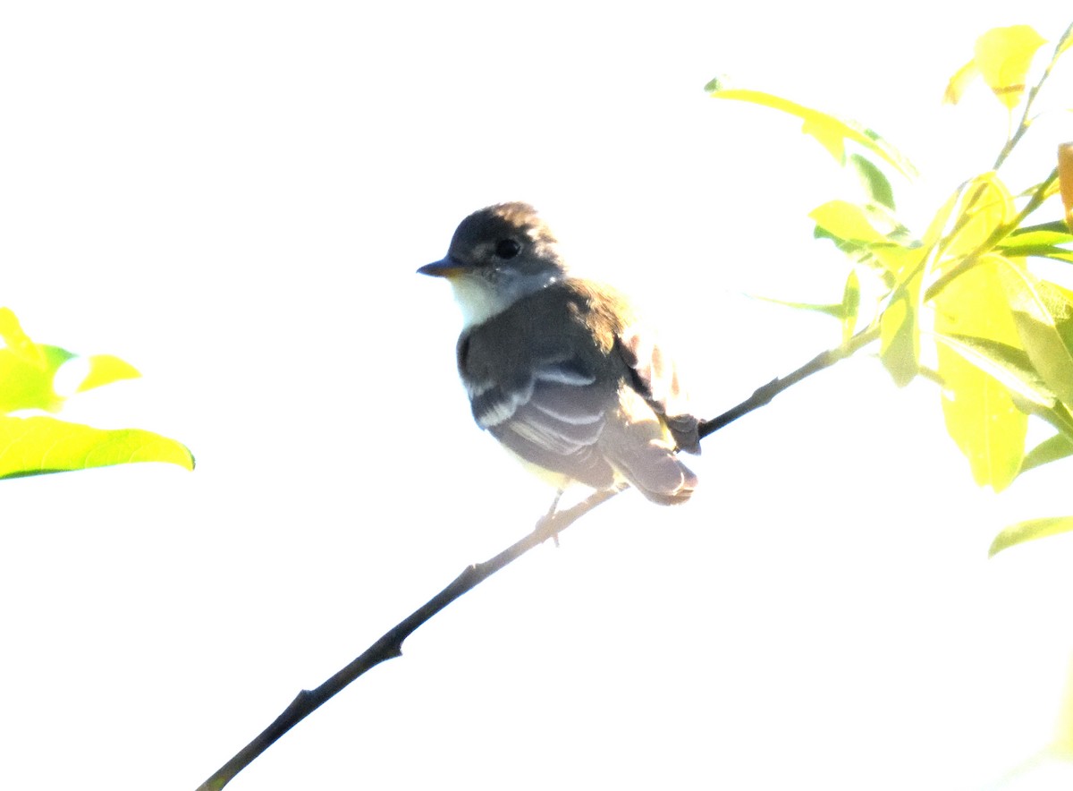 Alder Flycatcher - ML619805532