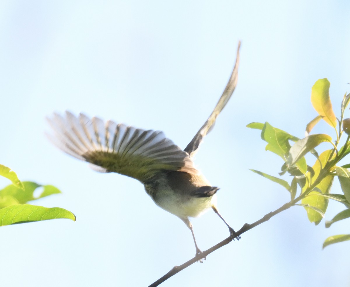 Alder Flycatcher - ML619805533