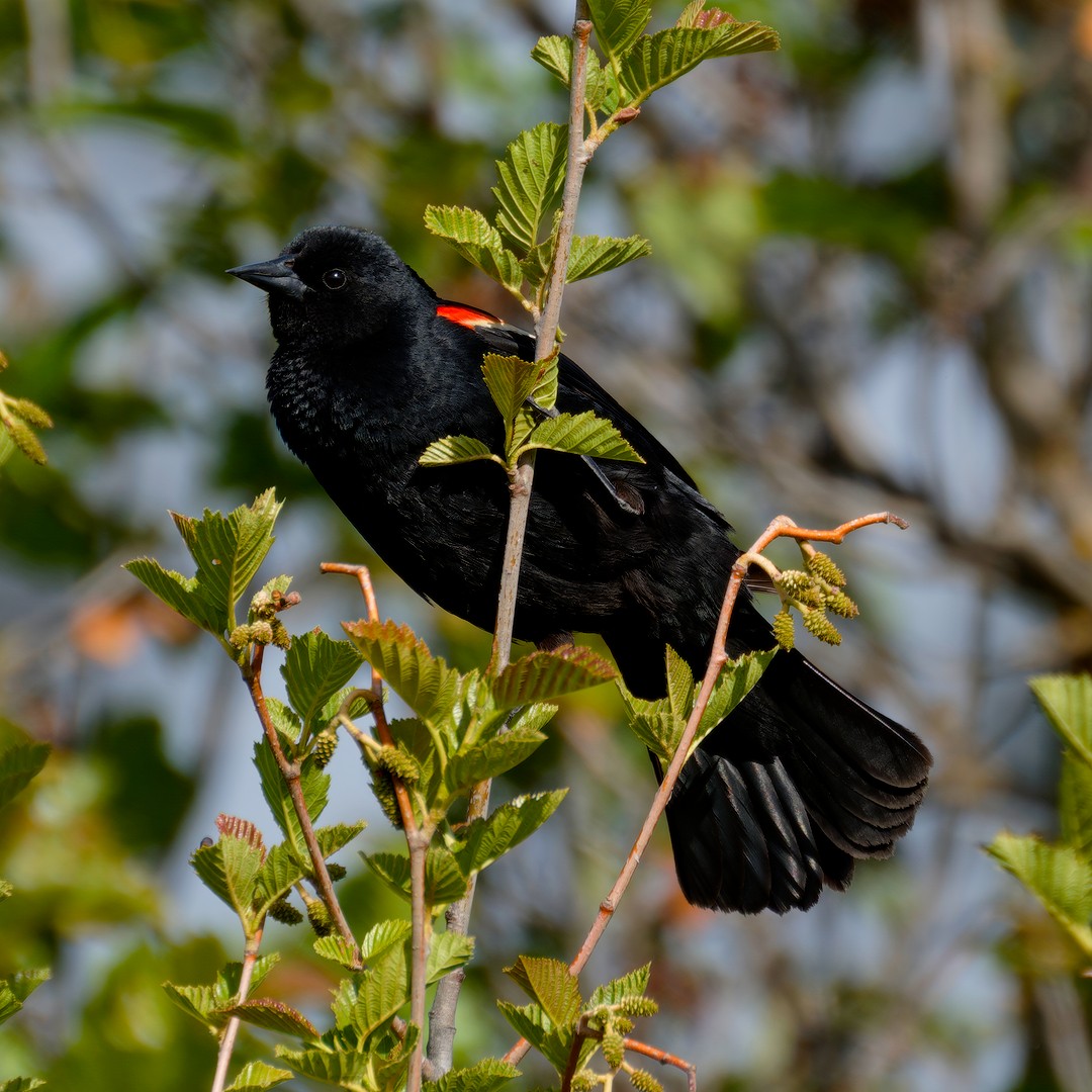 Red-winged Blackbird - ML619805539