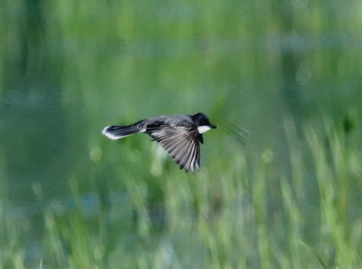 Eastern Kingbird - ML619805541