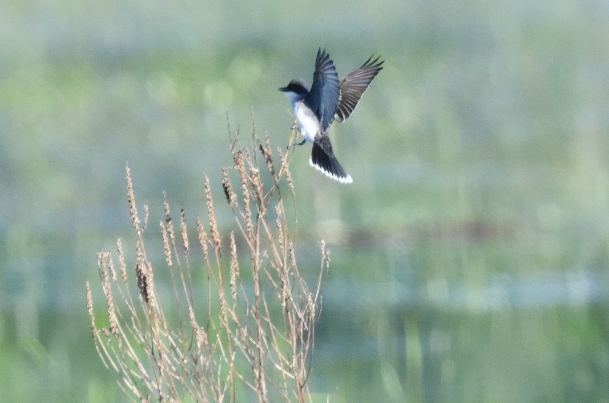 Eastern Kingbird - ML619805542