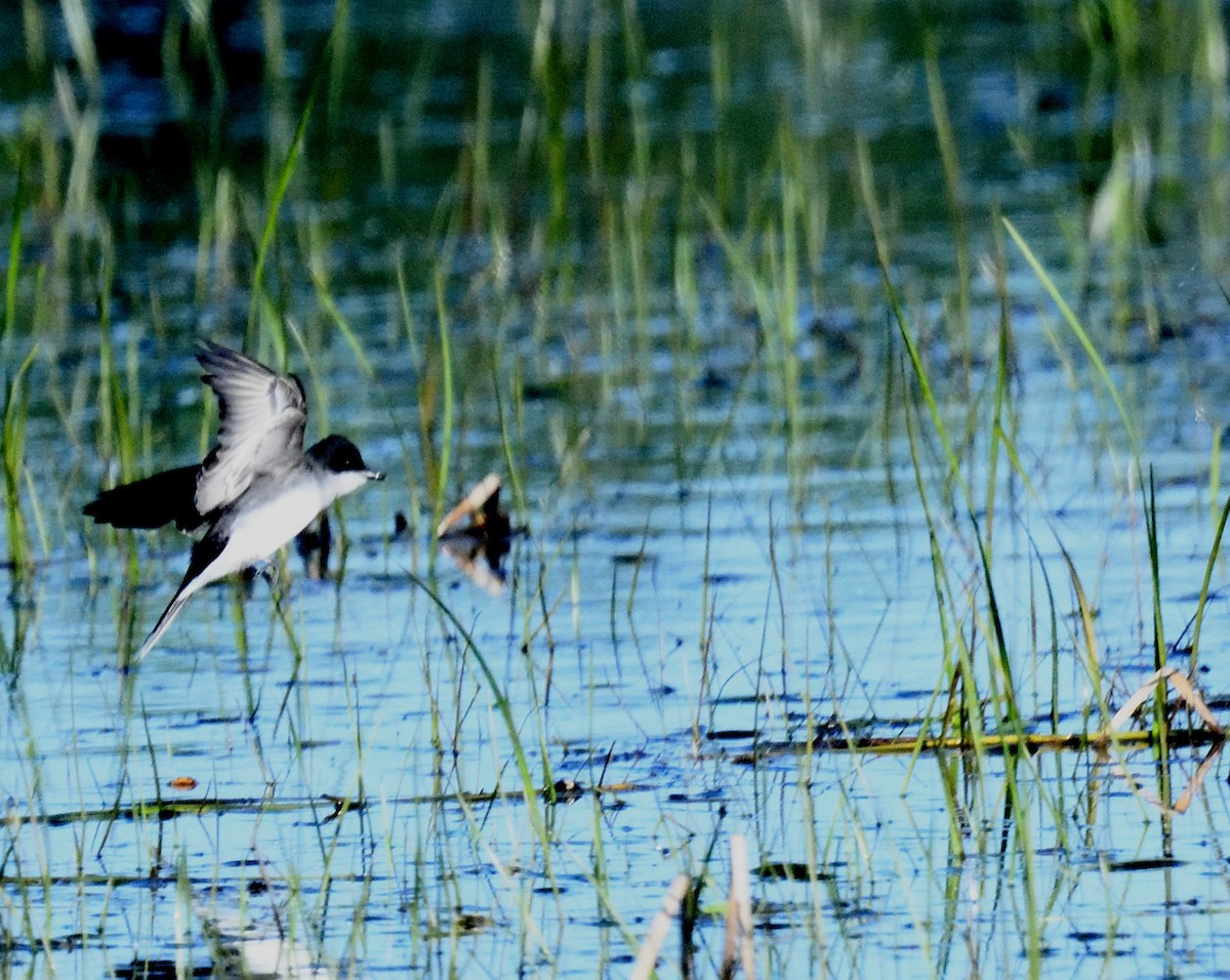 Eastern Kingbird - ML619805543