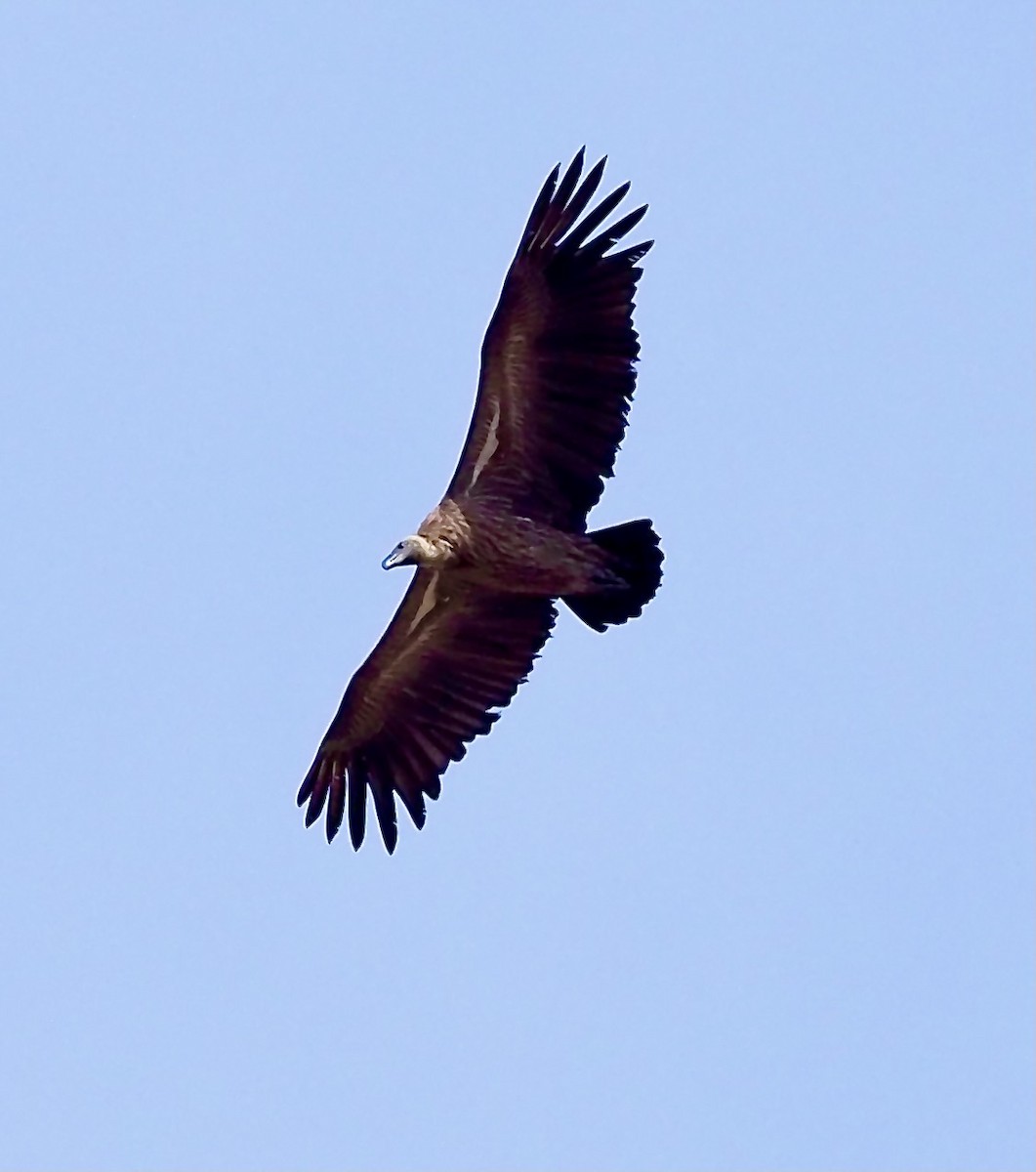 White-backed Vulture - ML619805547