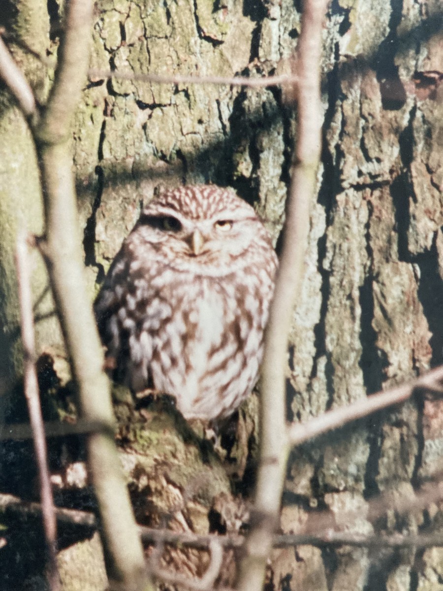 Little Owl - ML619805550