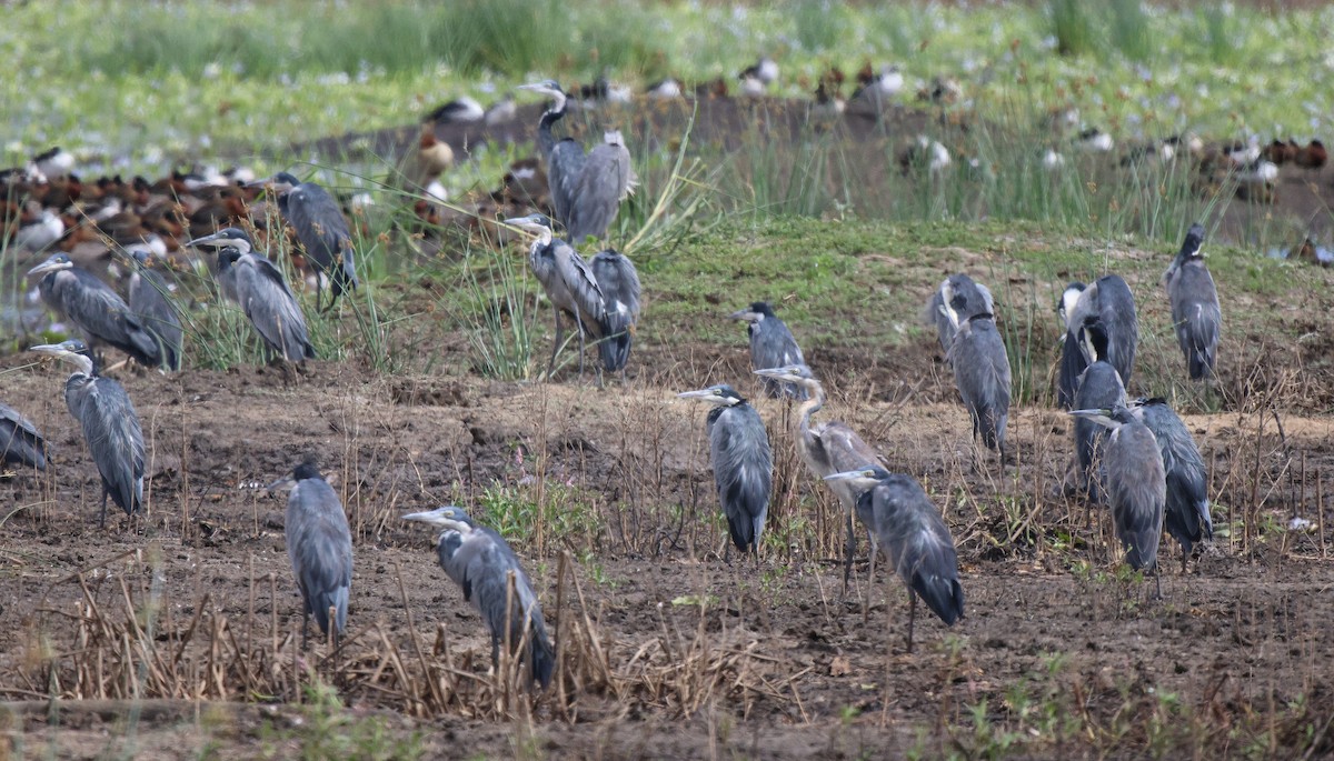 Black-headed Heron - ML619805555