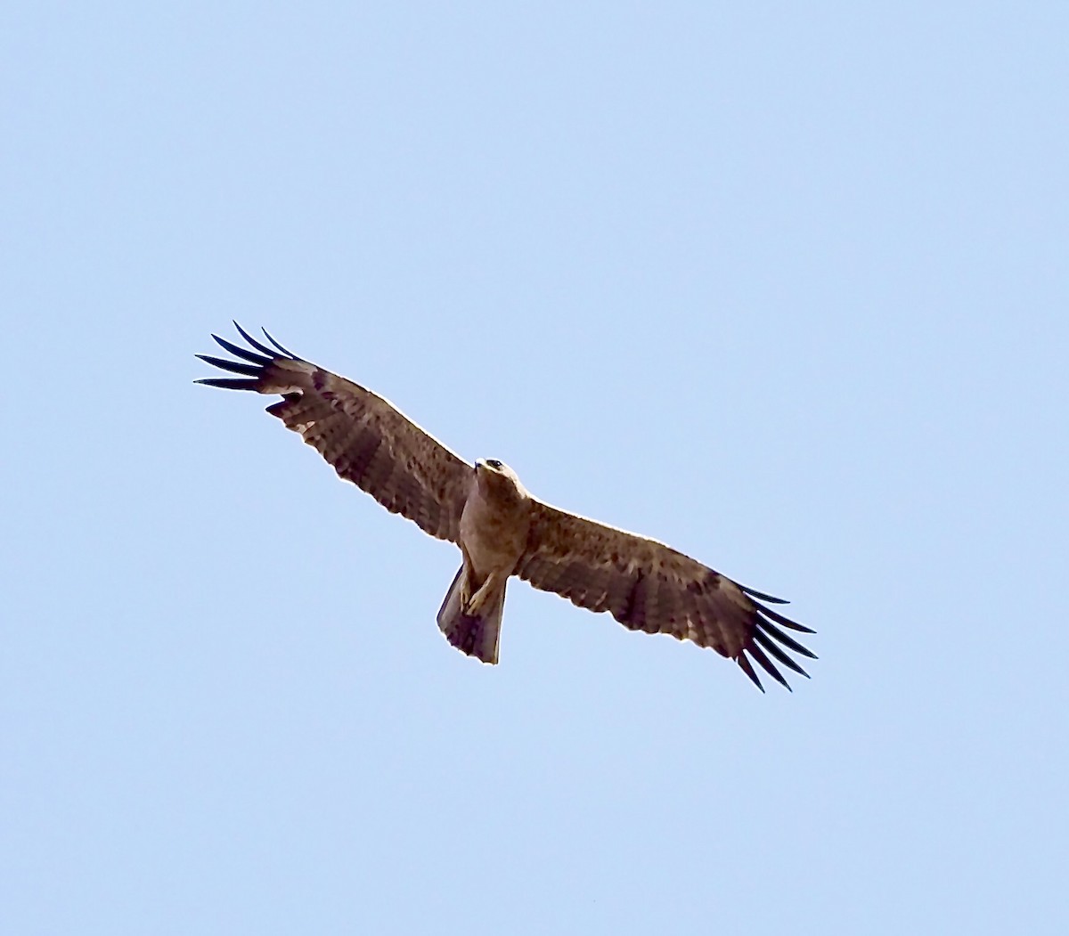 Tawny Eagle - Tony Conway