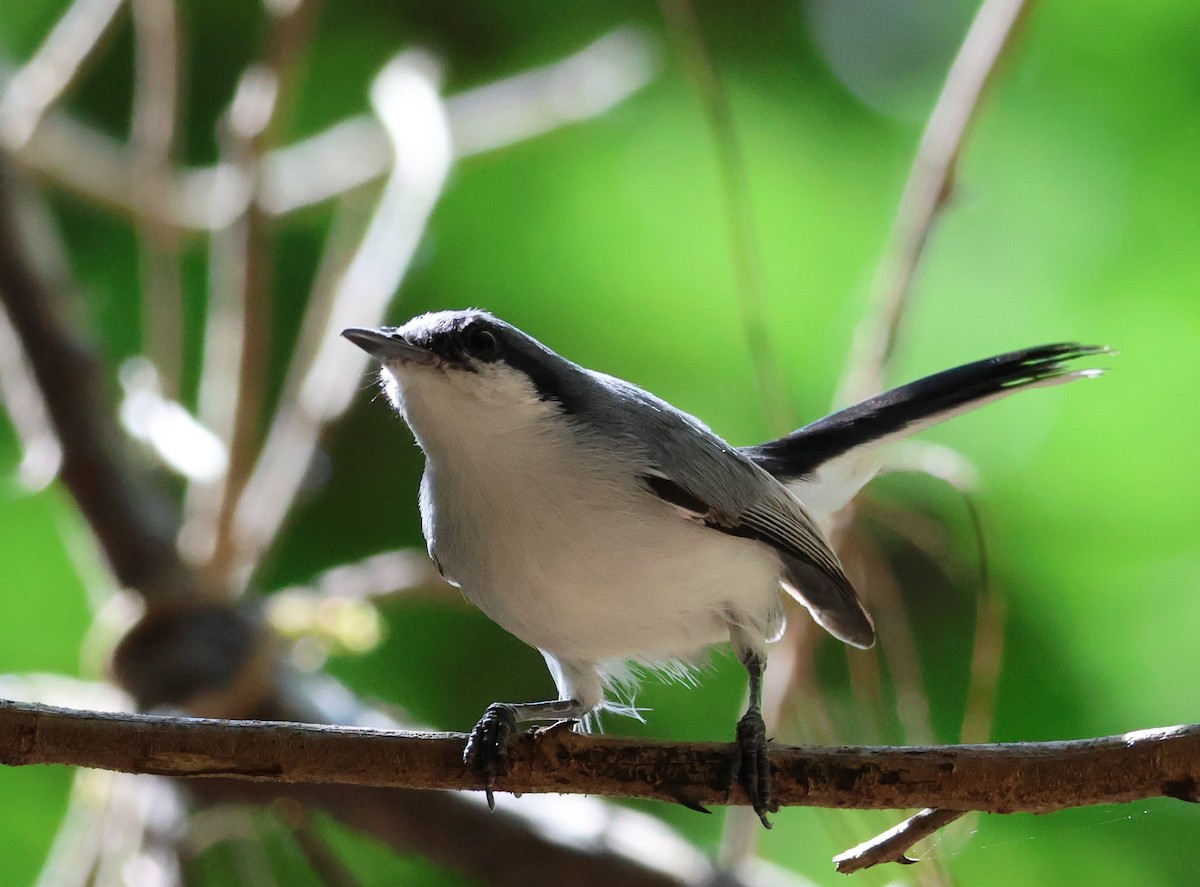 Masked Gnatcatcher - ML619805594