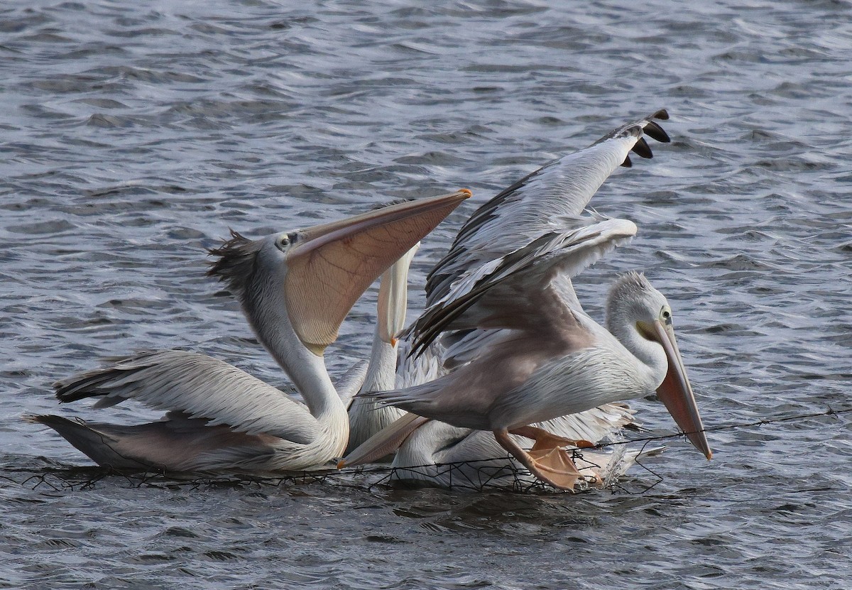 Pink-backed Pelican - ML619805595