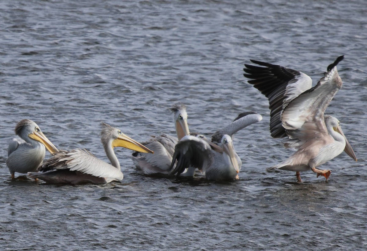 Pink-backed Pelican - ML619805599