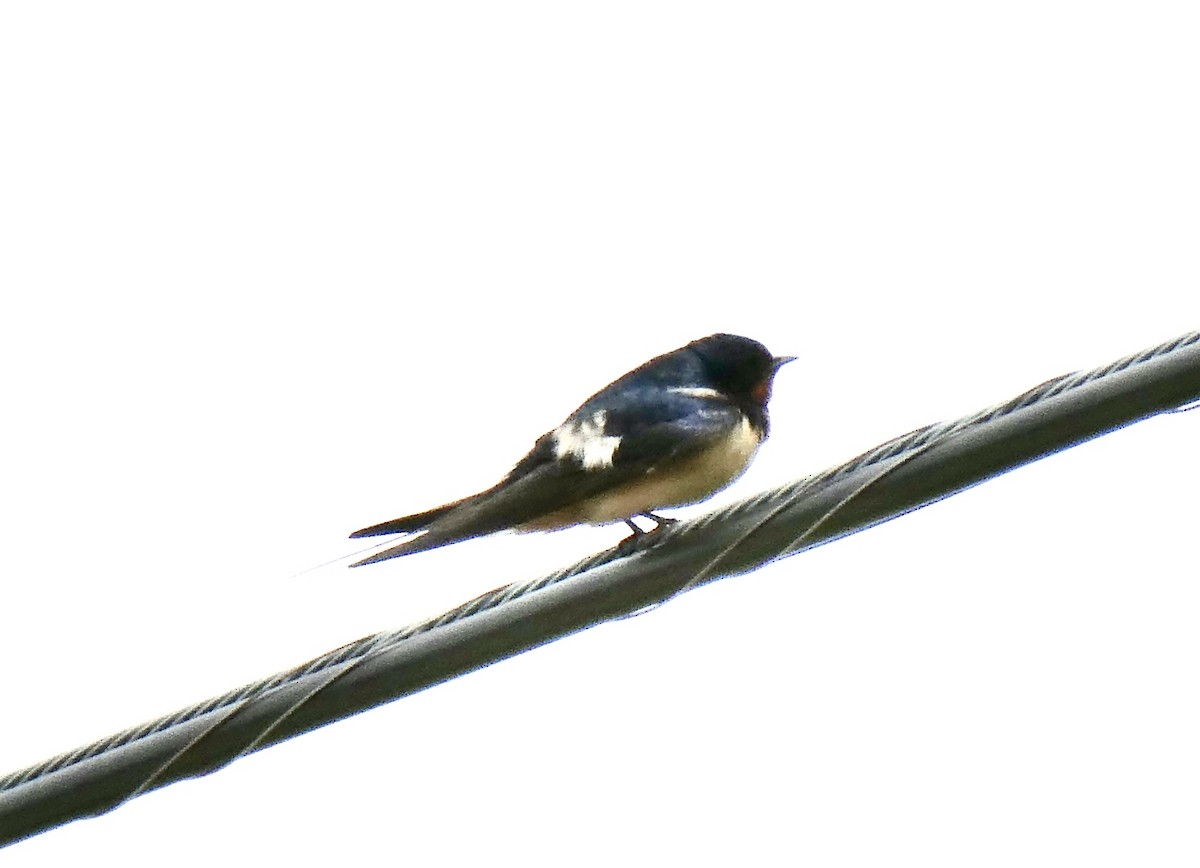 Barn Swallow - ML619805627