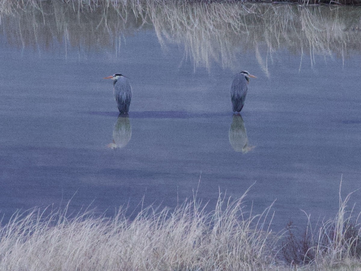 Great Blue Heron - ML619805639