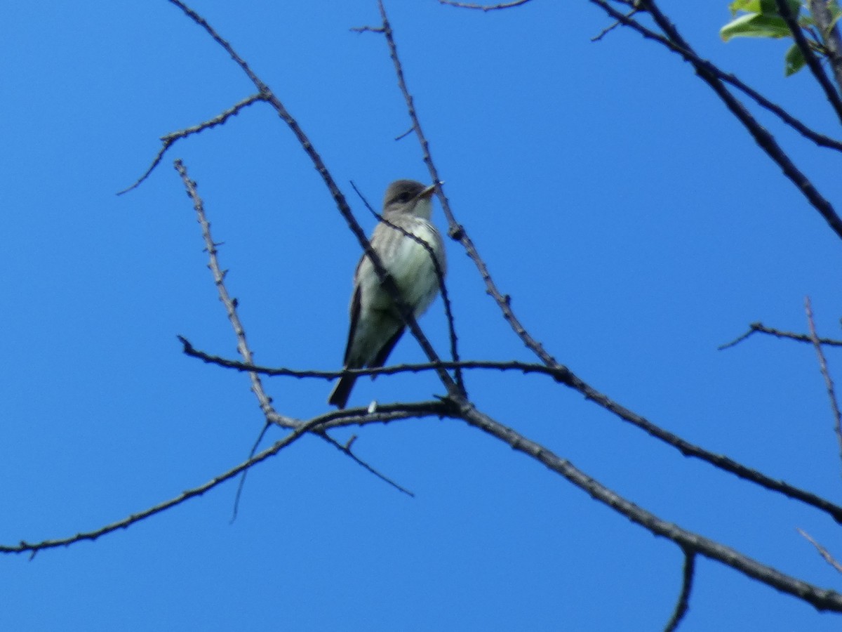 Olive-sided Flycatcher - ML619805647