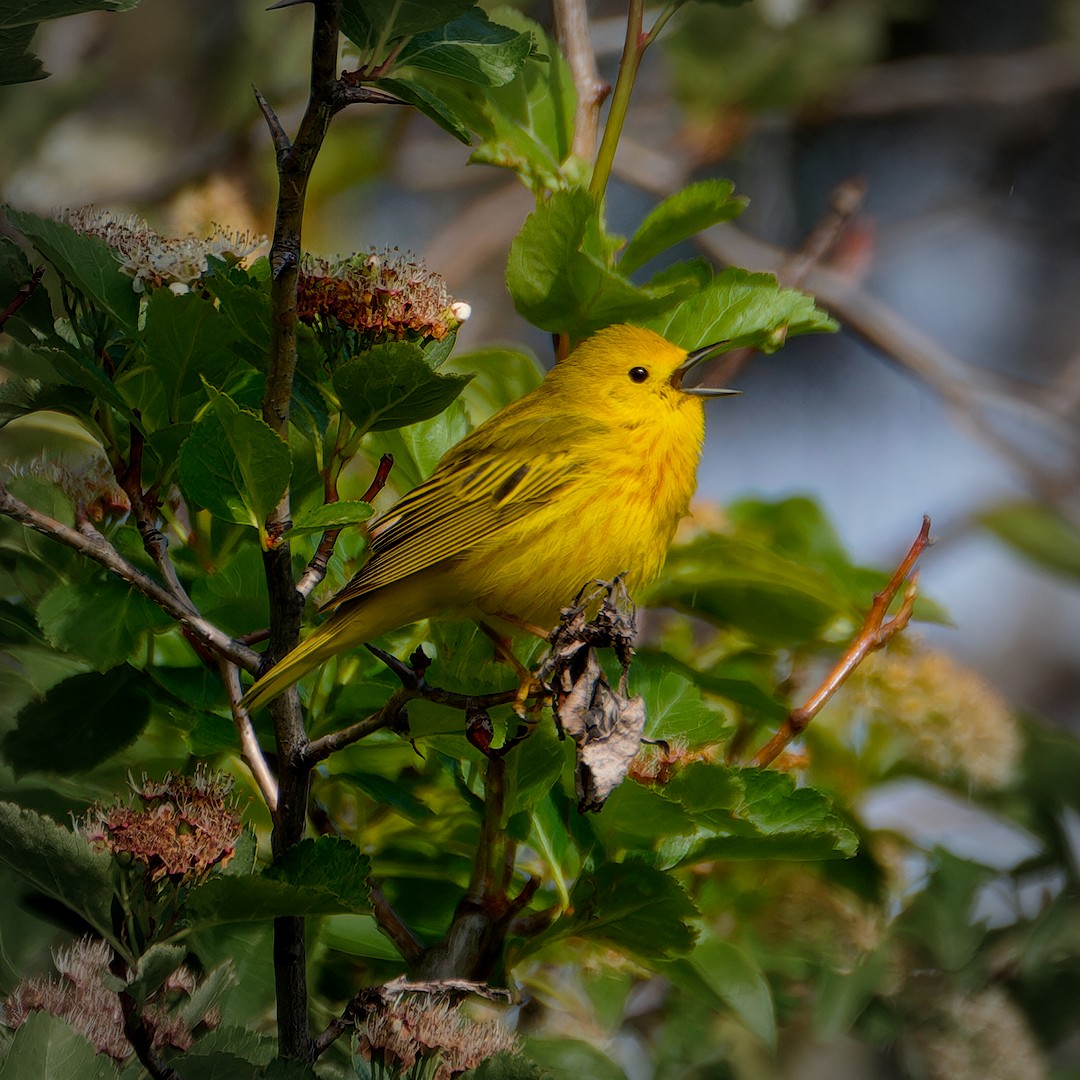 Yellow Warbler - ML619805658