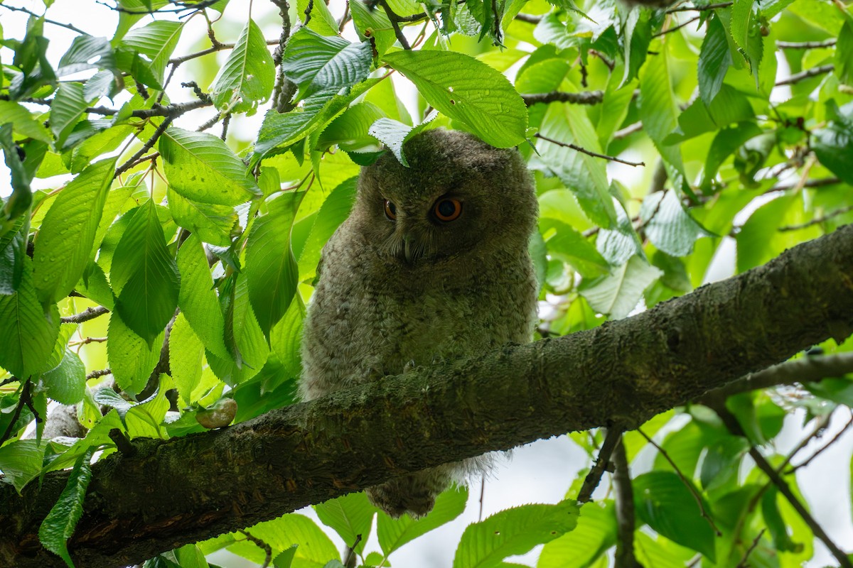 Japanese Scops-Owl - ML619805659