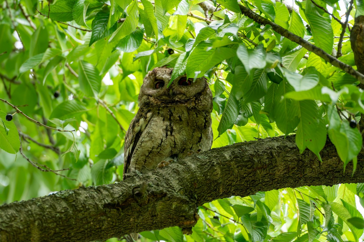 Japanese Scops-Owl - ML619805663