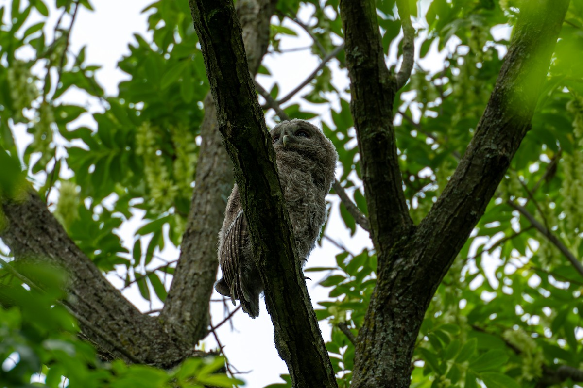 Himalayan Owl - ML619805672