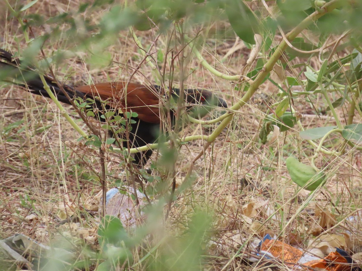 Greater Coucal - ML619805675