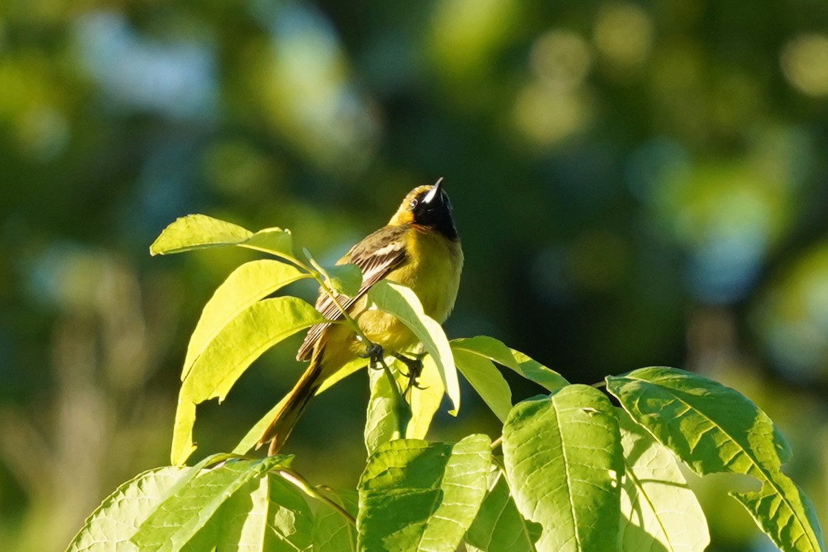 Baltimore Oriole - ML619805688