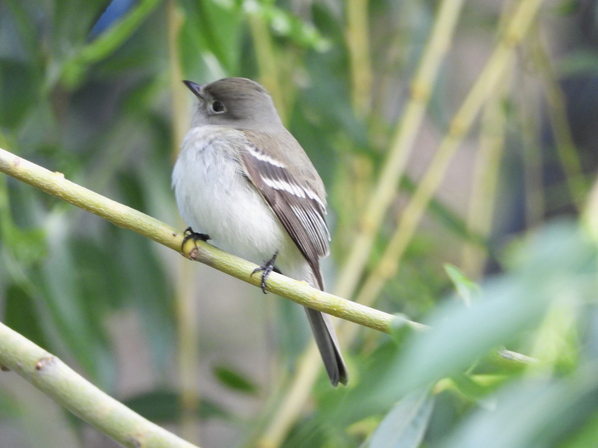 Least Flycatcher - Nick Swan