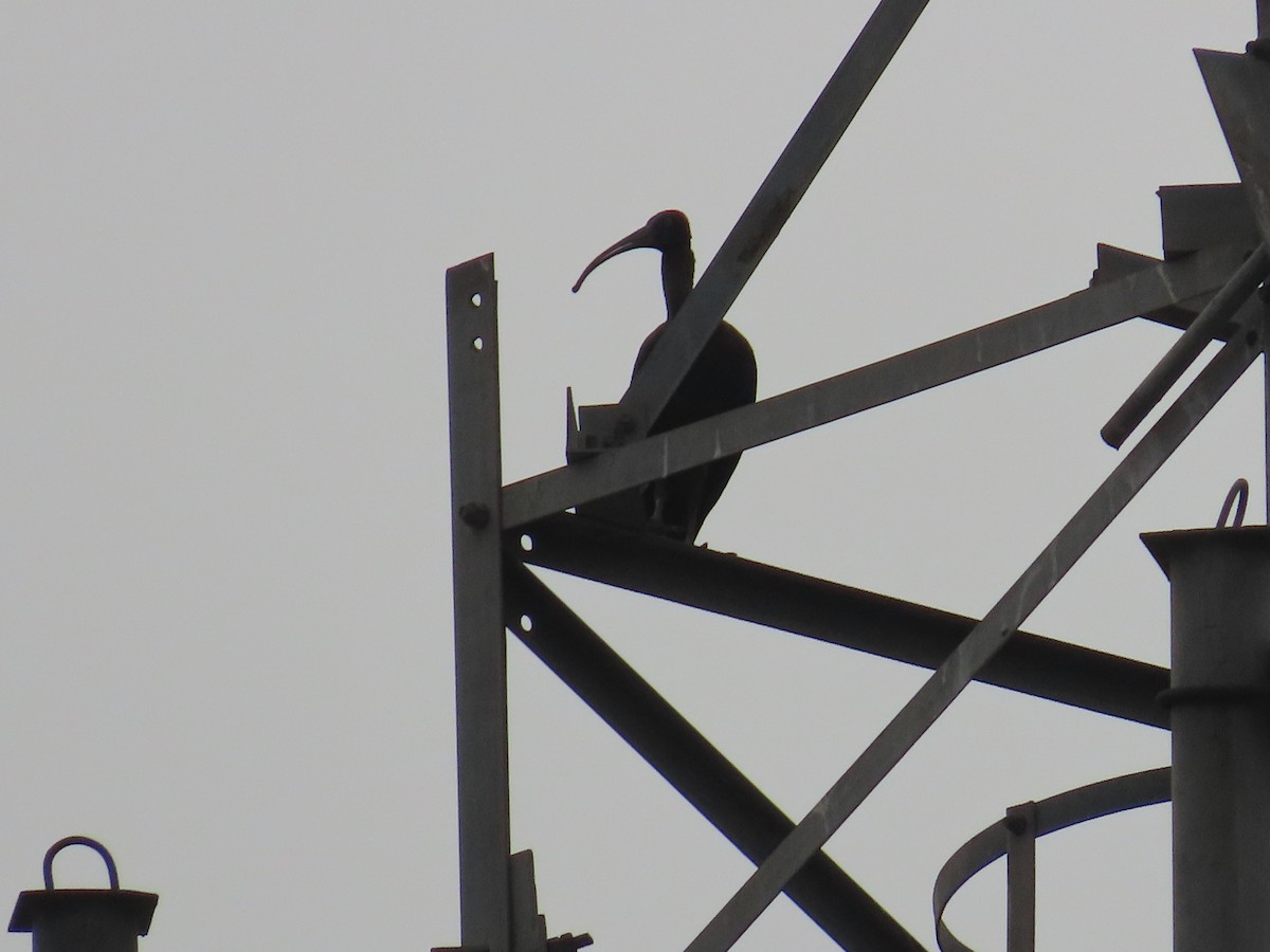 ibis bradavičnatý - ML619805725