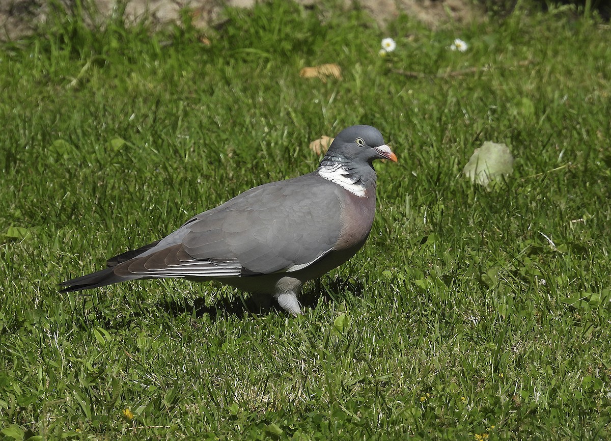 Common Wood-Pigeon - ML619805727