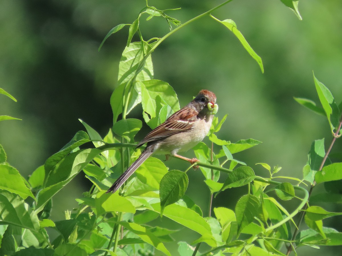 Field Sparrow - ML619805728