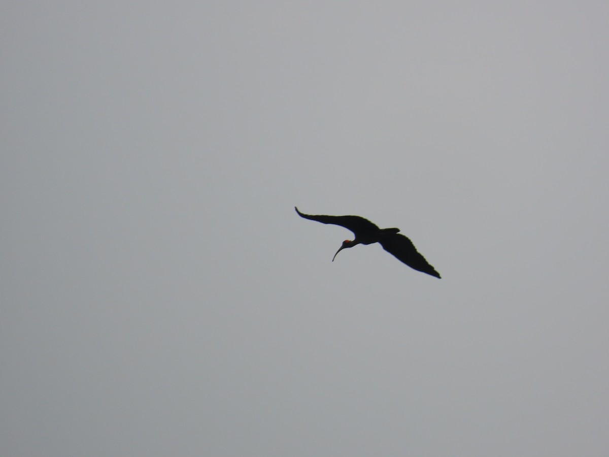 ibis bradavičnatý - ML619805730