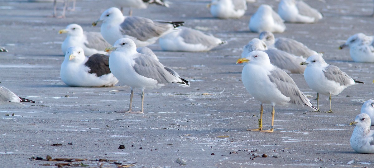 Caspian Gull - ML619805750